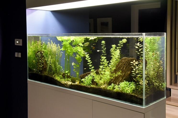 40 gallon beállítási ötlet