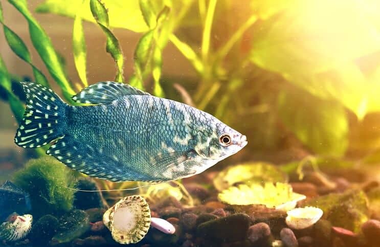 Harisnya javaslatok 40 gallon tartály
