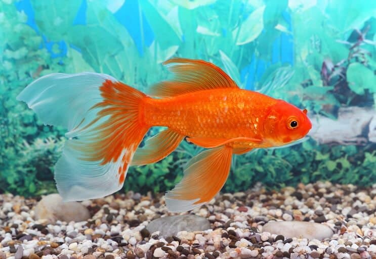 Fish Tank vásárlása