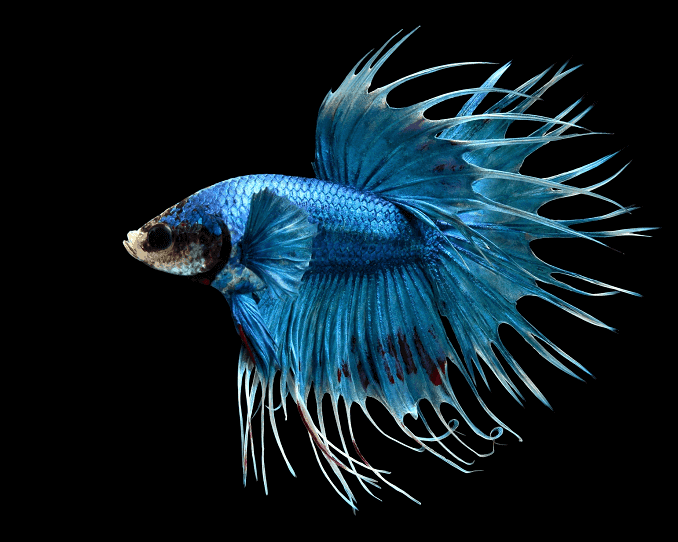 A Bettas áttekintése