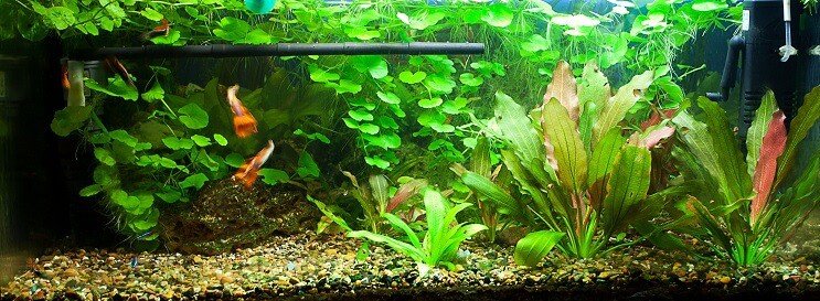 75 gallon tartály