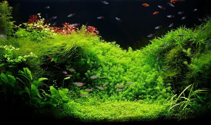 75 gallon akvárium