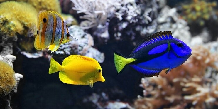 75 gallon hal