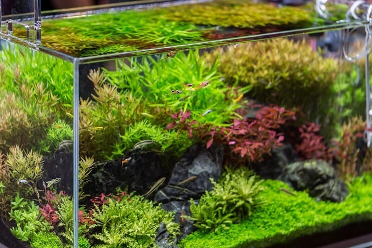 20 gallon felállított ötleteket