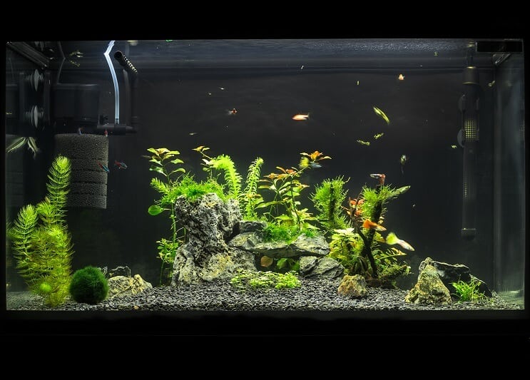 20 gallon hosszú akvárium