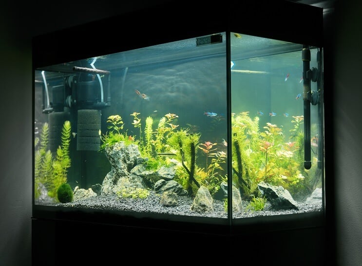 20 gallon hosszú felszerelés