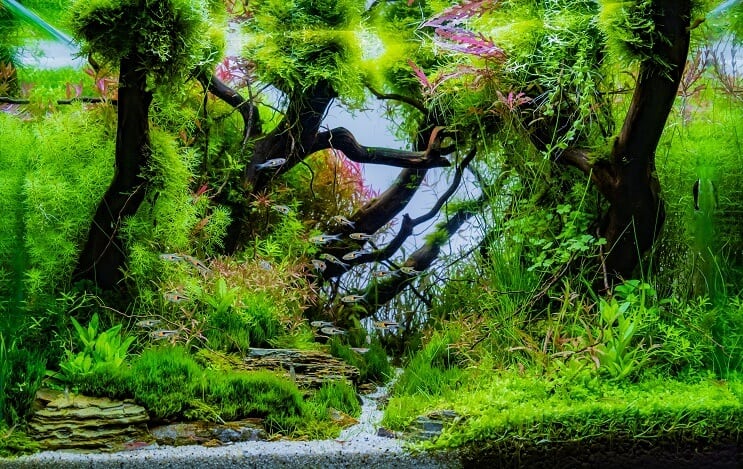 20 gallon hosszú akvárium telepítési ötletek