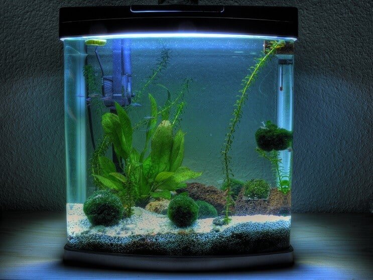 3 gallon akvárium