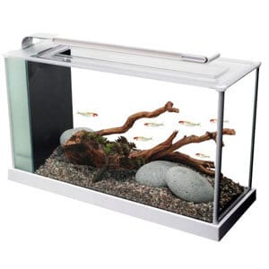 A legjobb 5 gallon akvárium