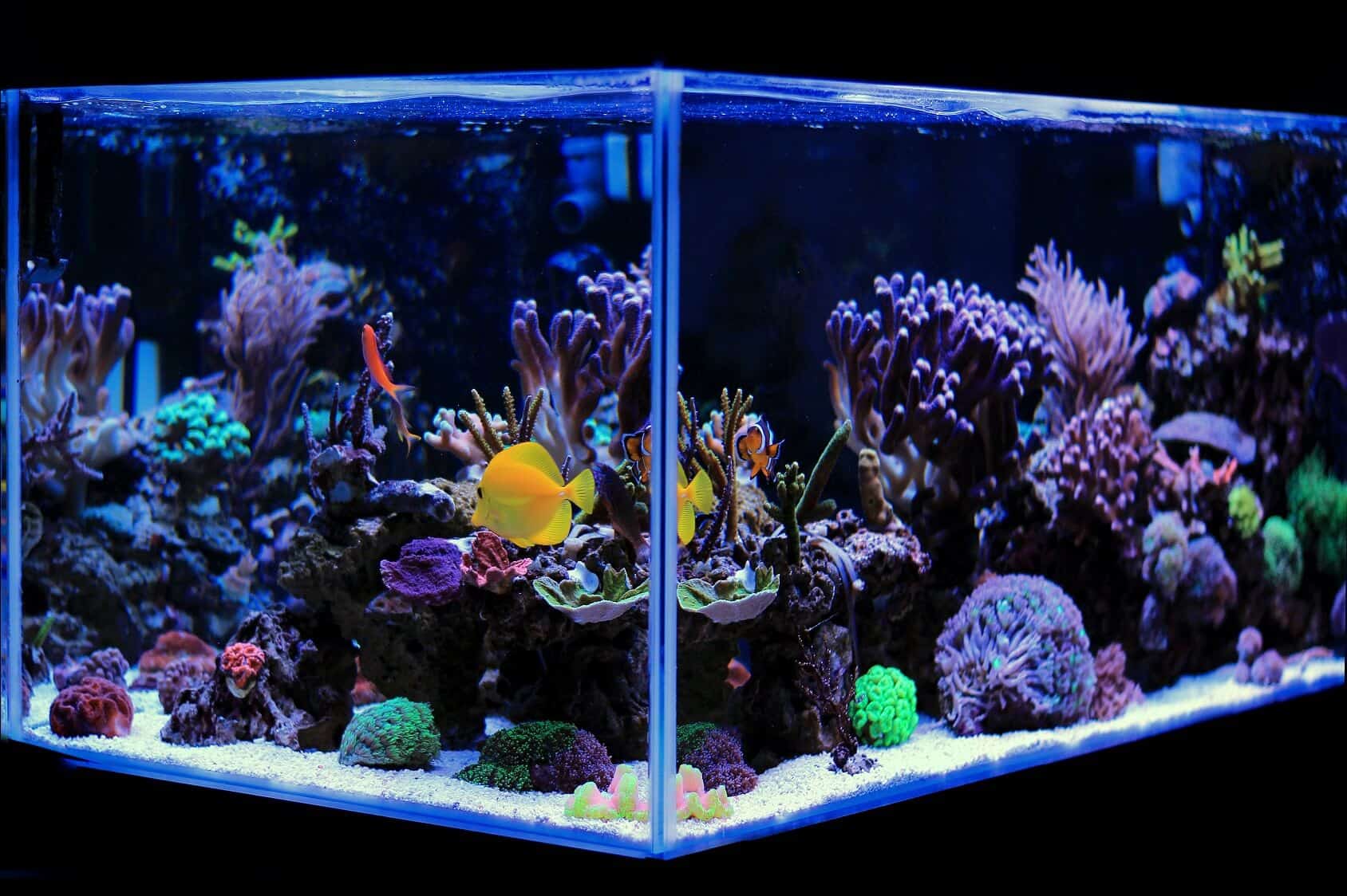 A legjobb 20 gallon hosszú akváriumok (harisnyaötletek, felszerelések és egyebek) transzparens