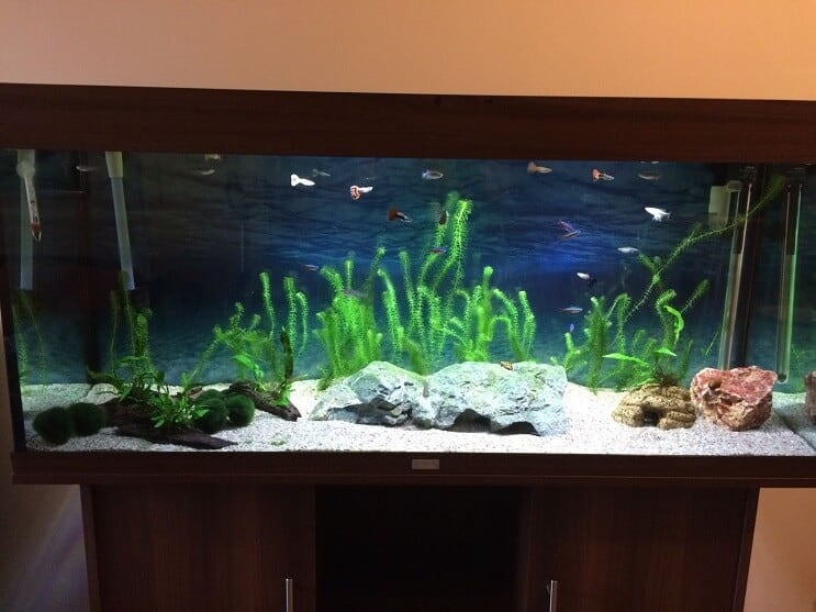 Kész Tank