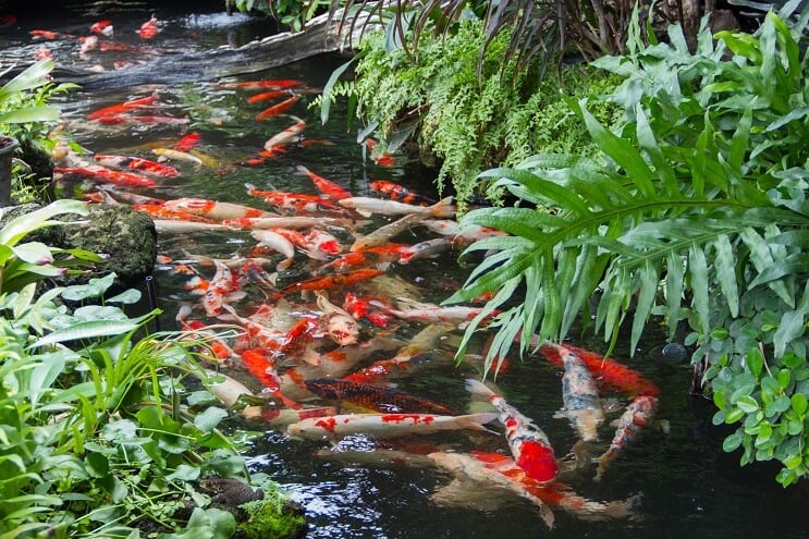 Koi-tó