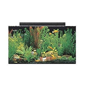 A tökéletes Cichlid tartály