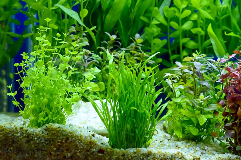 A legjobb növények a Betta Fish számára