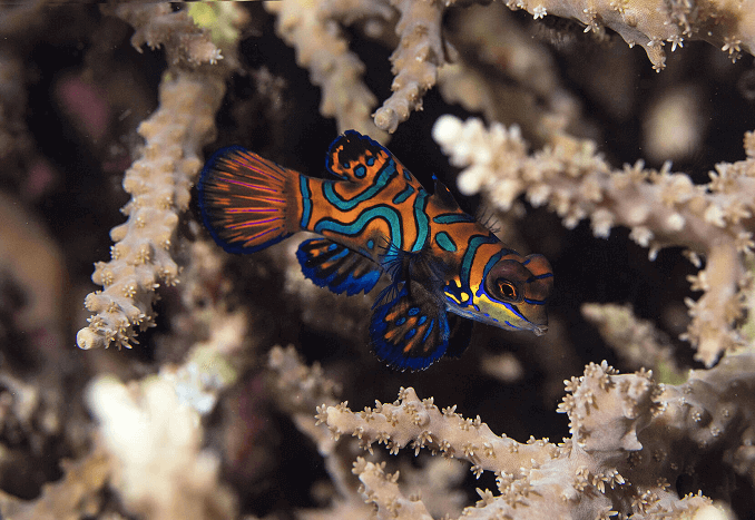Csíkos Mandarinfish