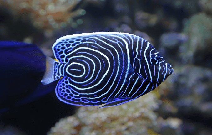 Angelfish fiatalkorú császár