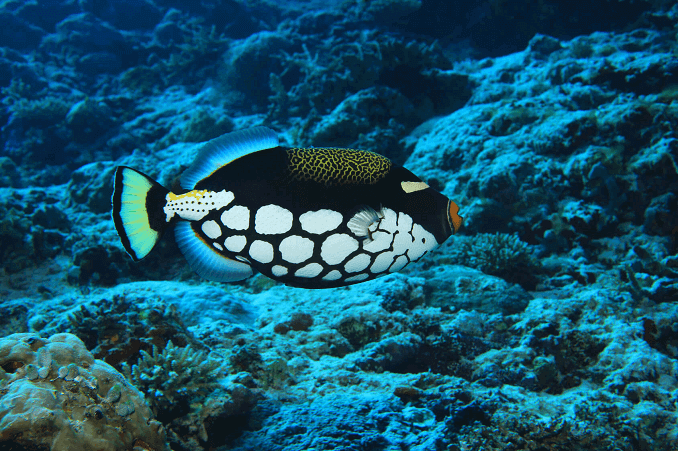 Bohóc Triggerfish