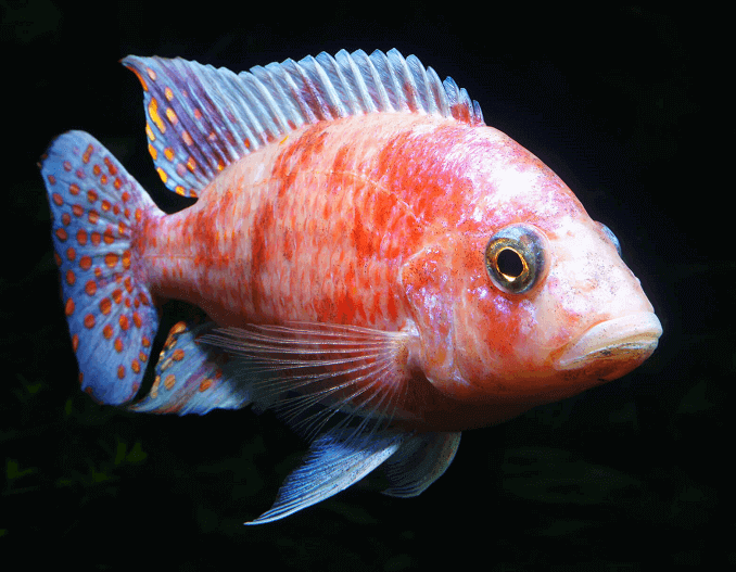 Páva Cichlid