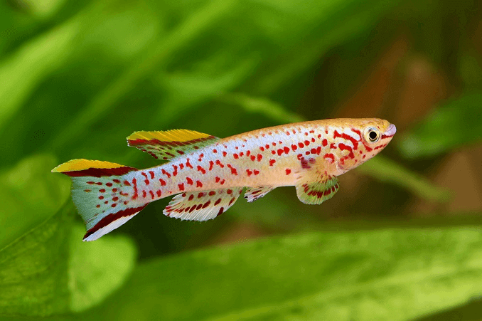 A kék Lyretail Killifish