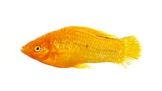 Molly Arany Sailfin