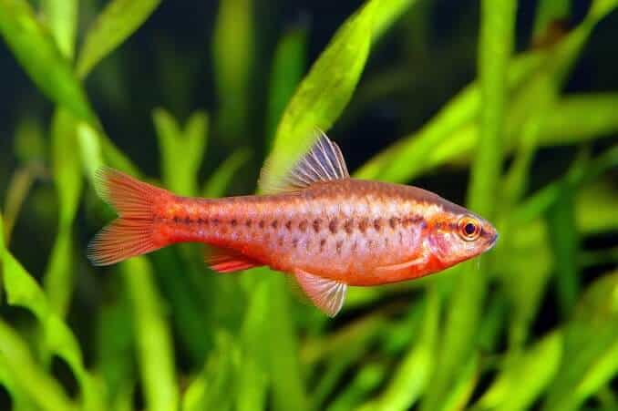 Cherry Barb