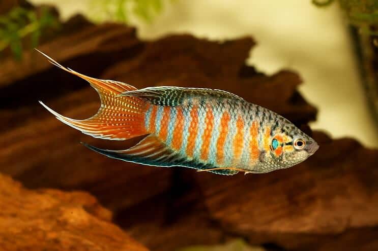 Paradicsom Gourami