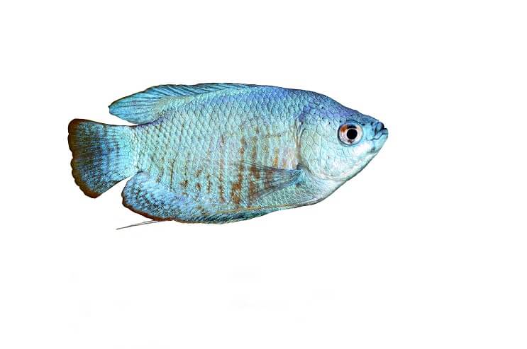 Por kék Gourami