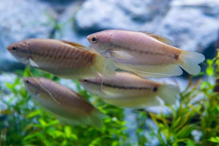 Kígyóbőr Gourami
