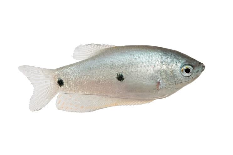 Három Spot Gourami