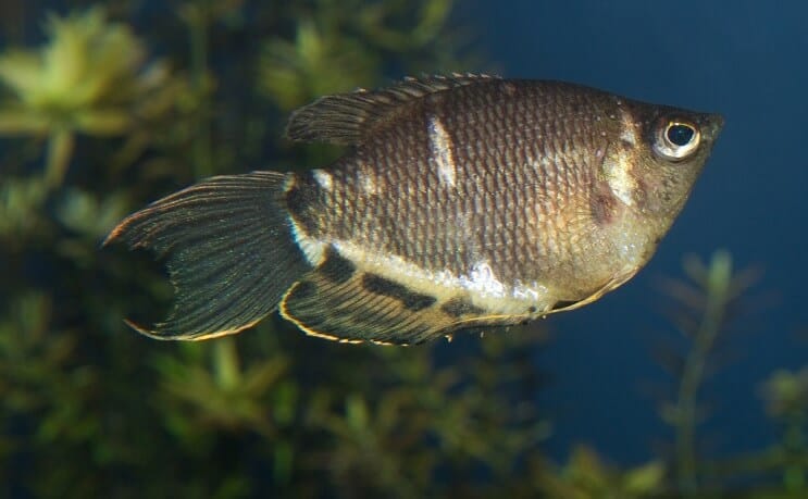 Csokoládé Gourami