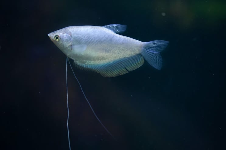 Holdfény Gourami