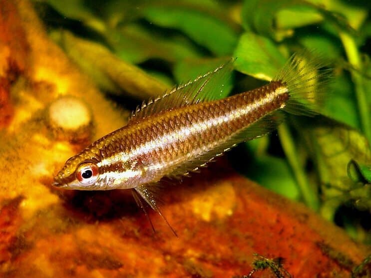 Édesgyökér Gourami