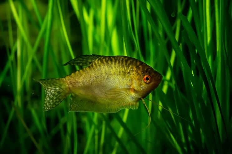 Arany Gourami