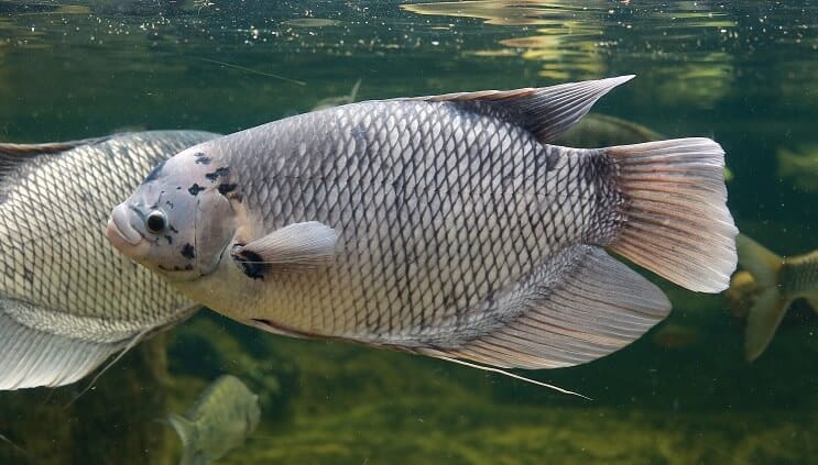 Óriás Gourami