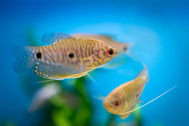 Kék Gourami