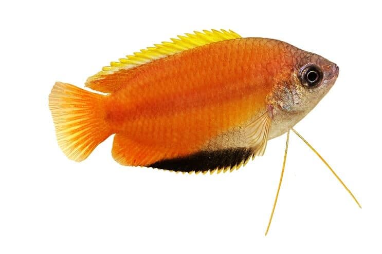 Drágám Gourami