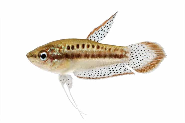 Pezsgő Gourami