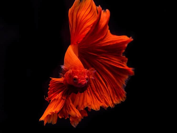 Betta Hal Megjelenés
