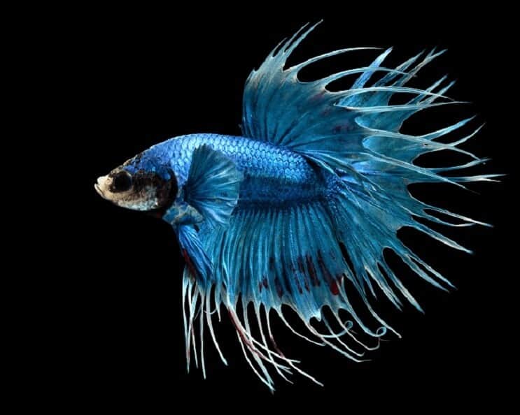 Koronafarkú Betta