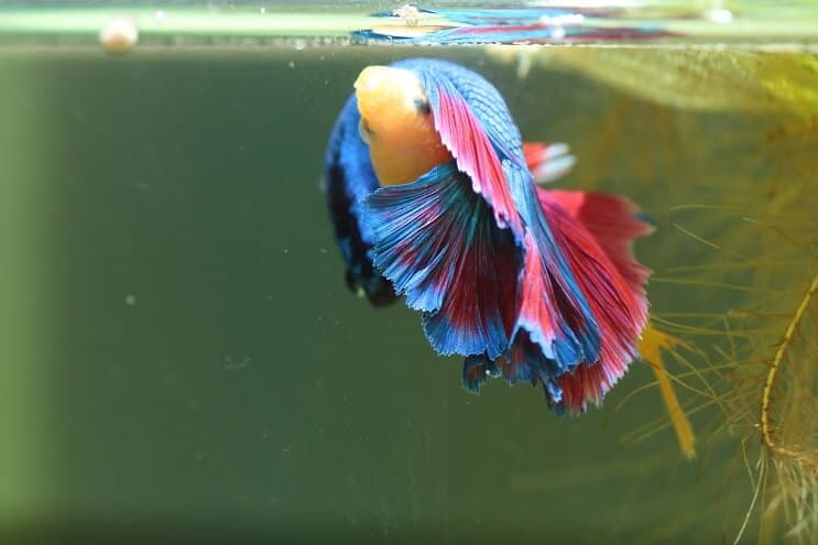 Bettas Tenyésztés Több