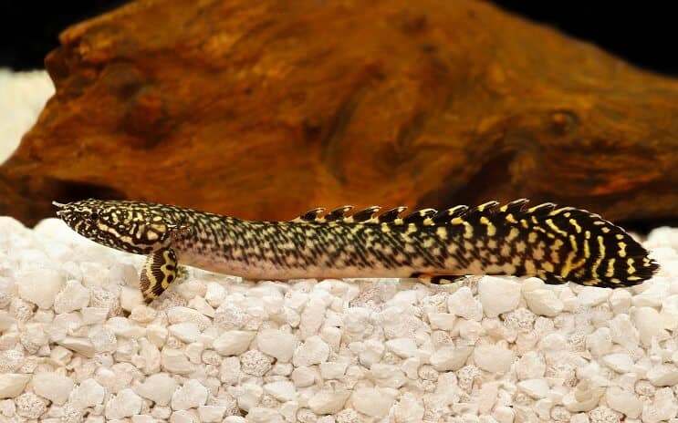 Díszes Bichir