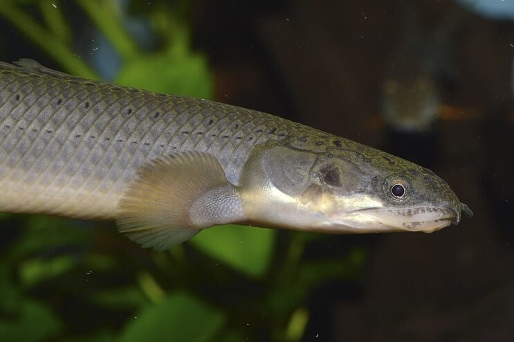 Szenegál Bichir