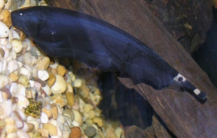 Black Ghost Knifefish hordozón