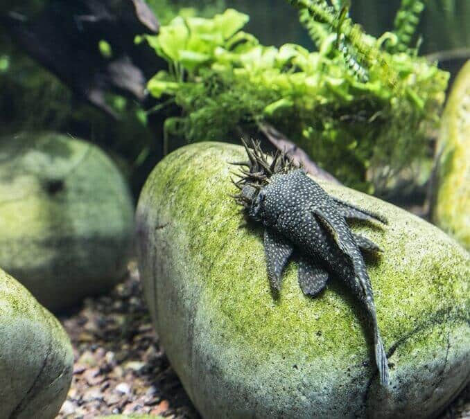 Bristlenose Pleco megjelenés