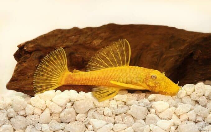 Arany Ancistrus