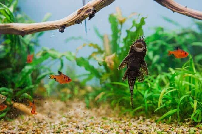 Férfi Bristlenose Pleco