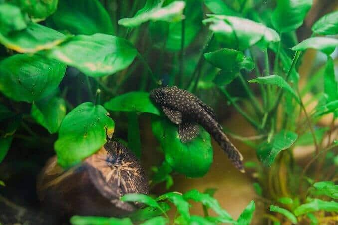 Bristlenose Pleco