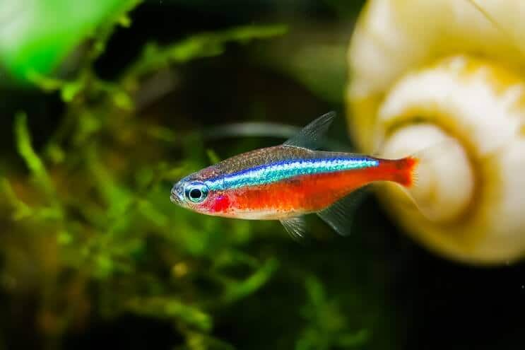 Tetra bíboros megjelenése