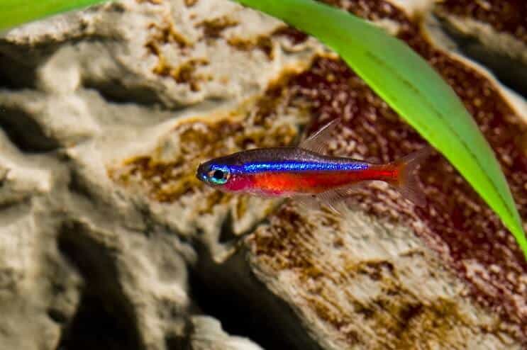 Tetra Care bíboros