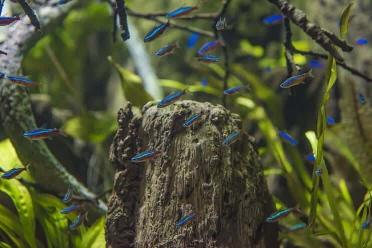 Tetra Habitat bíboros